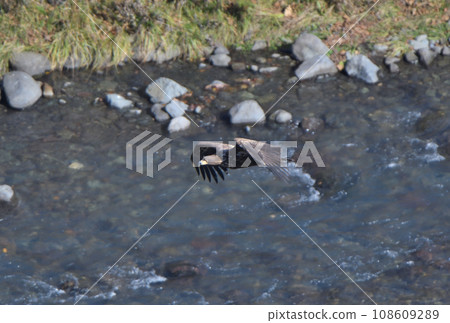 A young white-tailed eagle flying over a valley on the Shiretoko Peninsula, Hokkaido 108609289