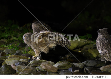 Blakiston's fish owl hunting river fish on the Shiretoko Peninsula, Hokkaido 108609310