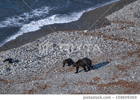 A parent and baby brown bear walking along the coast of the Shiretoko Peninsula, Hokkaido A parent and baby brown bear walking along the coast of the Shiretoko Peninsula, Hokkaido 108609369