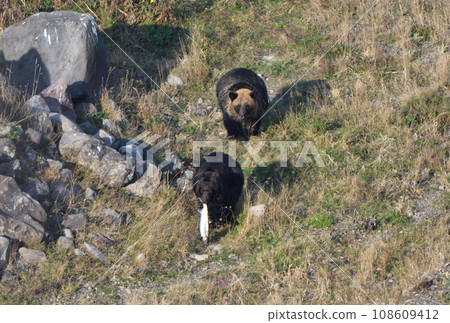 A brown bear chases a brown bear that caught salmon in a river on the Shiretoko Peninsula, Hokkaido. 108609412