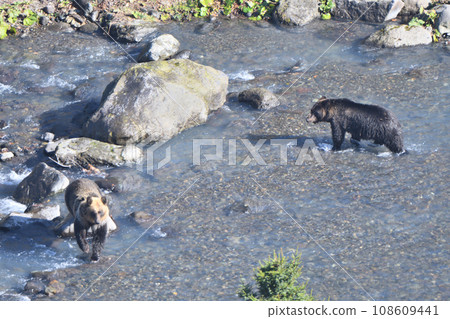 Brown bears approaching in a river on the Shiretoko Peninsula, Hokkaido Brown bears approaching in a river on the Shiretoko Peninsula, Hokkaido 108609441