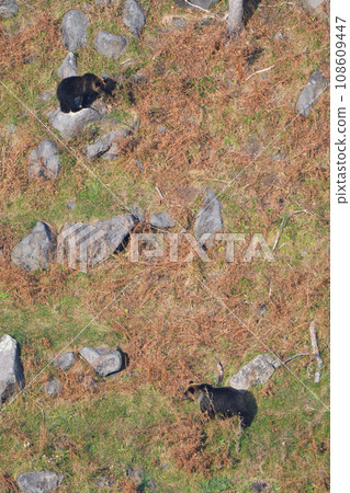 Brown bears approaching in a river on the Shiretoko Peninsula, Hokkaido Brown bears approaching in a river on the Shiretoko Peninsula, Hokkaido 108609447