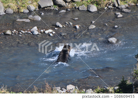 北海道知床半島的一條河流中棕熊正在狩獵 108609455