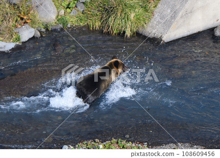 Brown bear hunting in a river on the Shiretoko Peninsula, Hokkaido 108609456