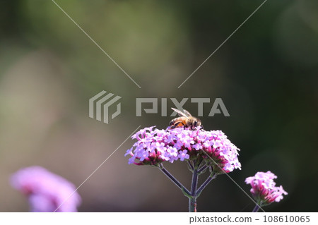 Honeybees sucking flower nectar 108610065