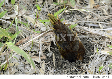 Bamboo shoots 108610431