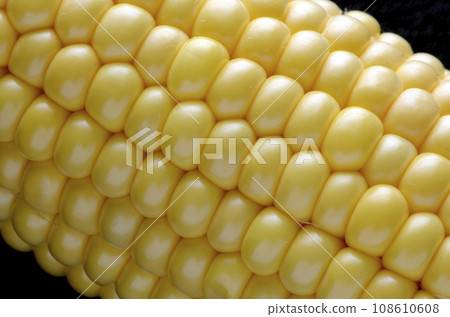 corn  108610608