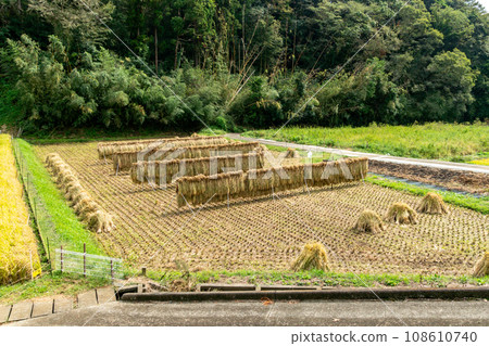 Rice field 108610740