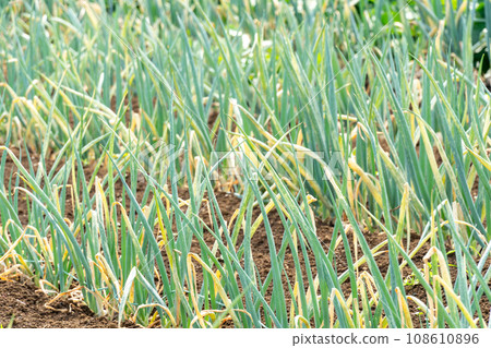 神奈川縣場 108610896