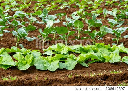 Kanagawa prefecture field 108610897