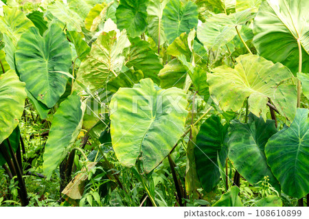 Kanagawa prefecture field Kanagawa prefecture field 108610899