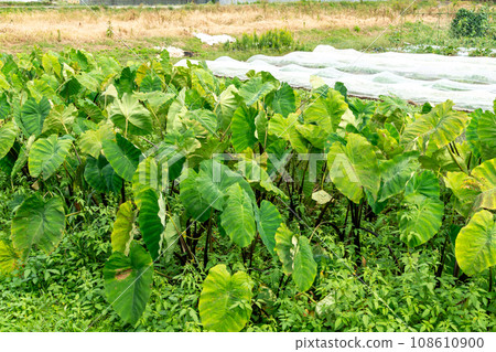 Kanagawa prefecture field Kanagawa prefecture field 108610900