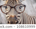 Portrait of a funny friendly zebra with glasses on a gray background. A wild herbivore is going to study to read. 108610999