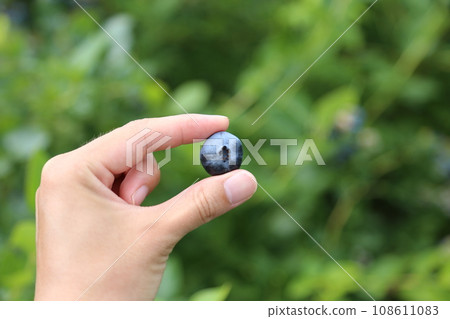 Hand holding harvested blueberries 108611083