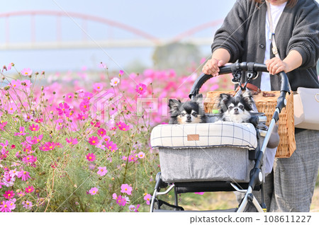 A woman and her two Chihuahuas walking in a dog cart in a cosmos field in full bloom A woman and her two Chihuahuas walking in a dog cart in a cosmos field in full bloom 108611227