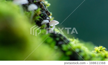 Beautiful small inedible mushrooms on a tree in green moss. Beautiful green natural macro landscape with mushrooms. Inedible mushrooms. Macro photography group of  mushrooms on the tree. Wild nature 108611388