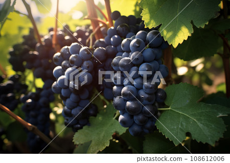 Dark Blue grapes in plantation. Ripe wine in vineyard, closeup 108612006