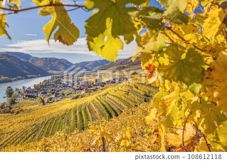 Autumn panorama of Wachau valley (Unesco world heritage site) with colorful vineyard and Danube river near the Weissenkirchen village in Lower Austria, Austria Autumn panorama of Wachau valley (Unesco world heritage site) with colorful vineyard and Danube river near the Weissenkirchen village in Lower Austria, Austria 108612118