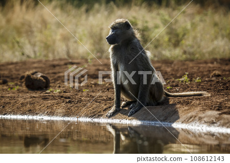 Chacma baboon in Kruger National park, South Africa 108612143