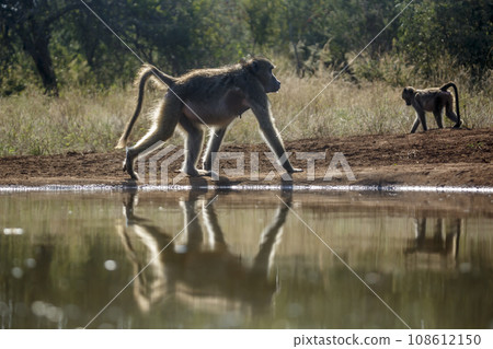 Chacma baboon in Kruger National park, South Africa 108612150