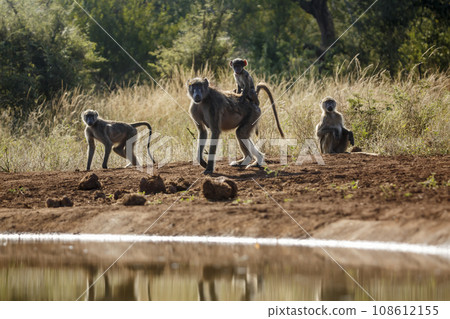 Chacma baboon in Kruger National park, South Africa 108612155