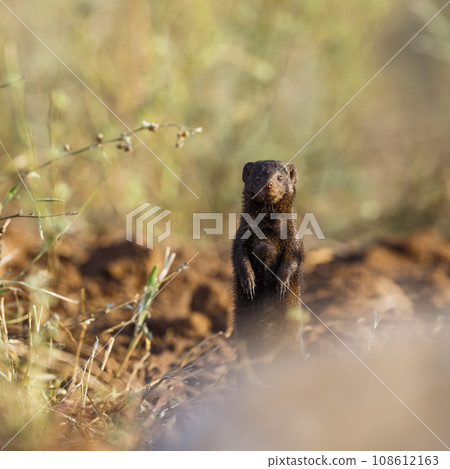 Common dwarf mongoose in Kruger National park, South Africa Common dwarf mongoose in Kruger National park, South Africa 108612163