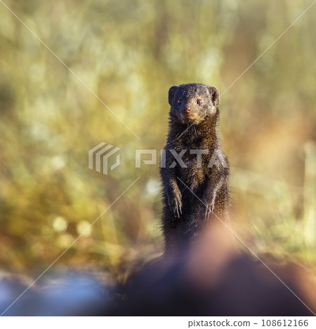 Common dwarf mongoose in Kruger National park, South Africa Common dwarf mongoose in Kruger National park, South Africa 108612166