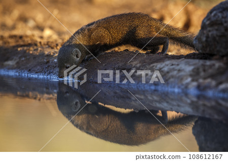 Common dwarf mongoose in Kruger National park, South Africa 108612167