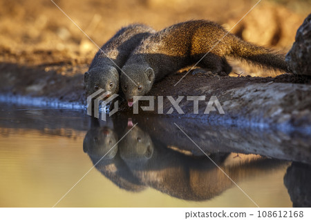 Common dwarf mongoose in Kruger National park, South Africa 108612168