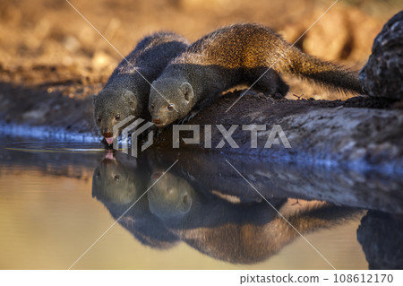 Common dwarf mongoose in Kruger National park, South Africa Common dwarf mongoose in Kruger National park, South Africa 108612170