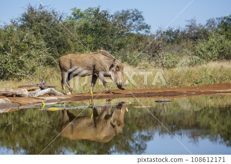 Common warthog in Kruger National park, South Africa Common warthog in Kruger National park, South Africa 108612171