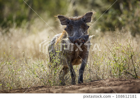 Common warthog in Kruger National park, South Africa 108612181