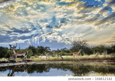 Common Impala in Kruger National park, South Africa Common Impala in Kruger National park, South Africa 108612182