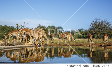 Common Impala in Kruger National park, South Africa Common Impala in Kruger National park, South Africa 108612183