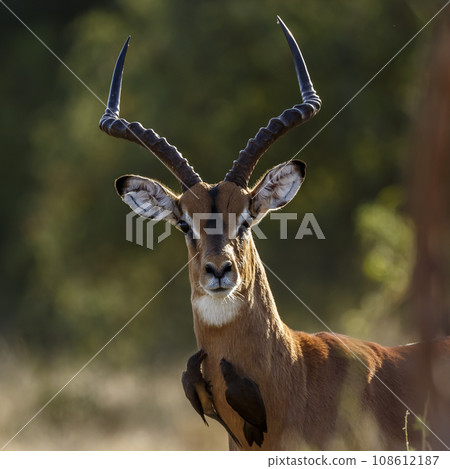 Common Impala in Kruger National park, South Africa 108612187
