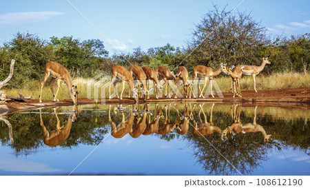 Common Impala in Kruger National park, South Africa Common Impala in Kruger National park, South Africa 108612190