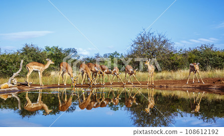 Common Impala in Kruger National park, South Africa 108612192