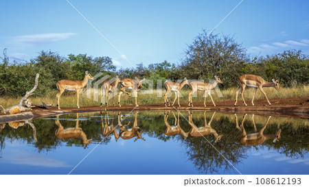 Common Impala in Kruger National park, South Africa 108612193