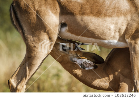 Common Impala in Kruger National park, South Africa Common Impala in Kruger National park, South Africa 108612246