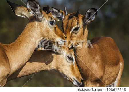 Common Impala in Kruger National park, South Africa Common Impala in Kruger National park, South Africa 108612248
