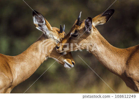 Common Impala in Kruger National park, South Africa Common Impala in Kruger National park, South Africa 108612249