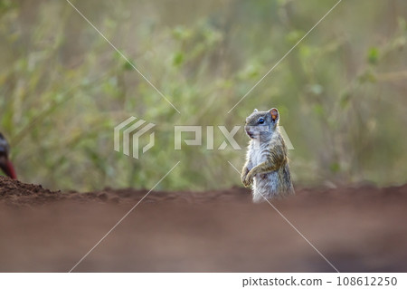 Smith bush squirrel in Kruger National park, South Africa Smith bush squirrel in Kruger National park, South Africa 108612250