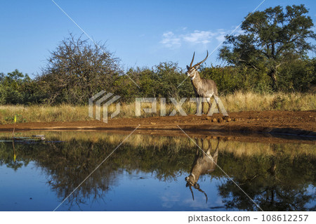 Common Waterbuck in Kruger National park, South Africa 108612257