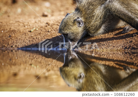 Chacma baboon in Kruger National park, South Africa Chacma baboon in Kruger National park, South Africa 108612260