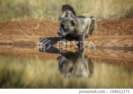 Chacma baboon in Kruger National park, South Africa Chacma baboon in Kruger National park, South Africa 108612272