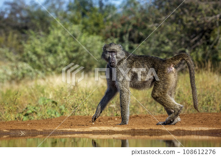 Chacma baboon in Kruger National park, South Africa 108612276