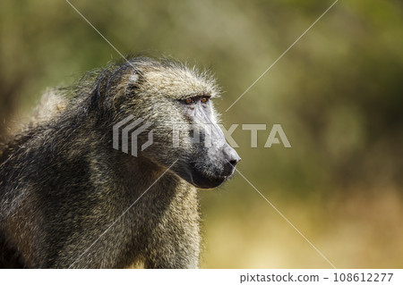 Chacma baboon in Kruger National park, South Africa 108612277