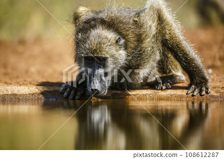 Chacma baboon in Kruger National park, South Africa Chacma baboon in Kruger National park, South Africa 108612287