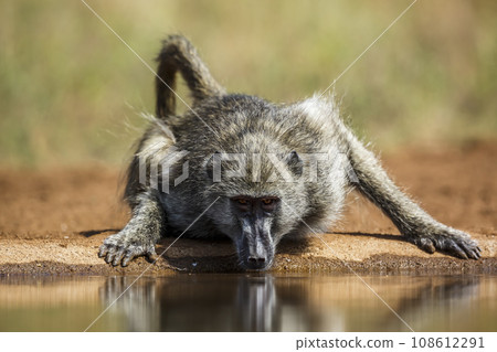 Chacma baboon in Kruger National park, South Africa Chacma baboon in Kruger National park, South Africa 108612291