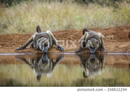 Chacma baboon in Kruger National park, South Africa Chacma baboon in Kruger National park, South Africa 108612294